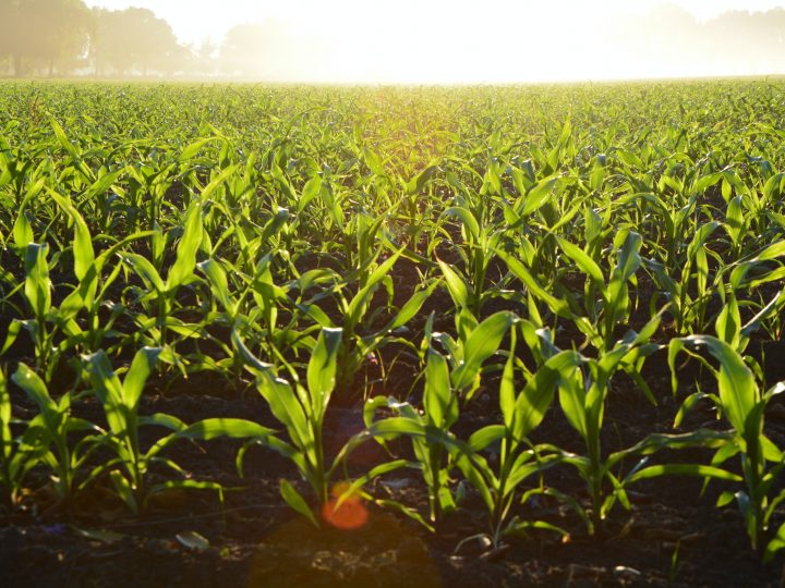 Agriculture & Food