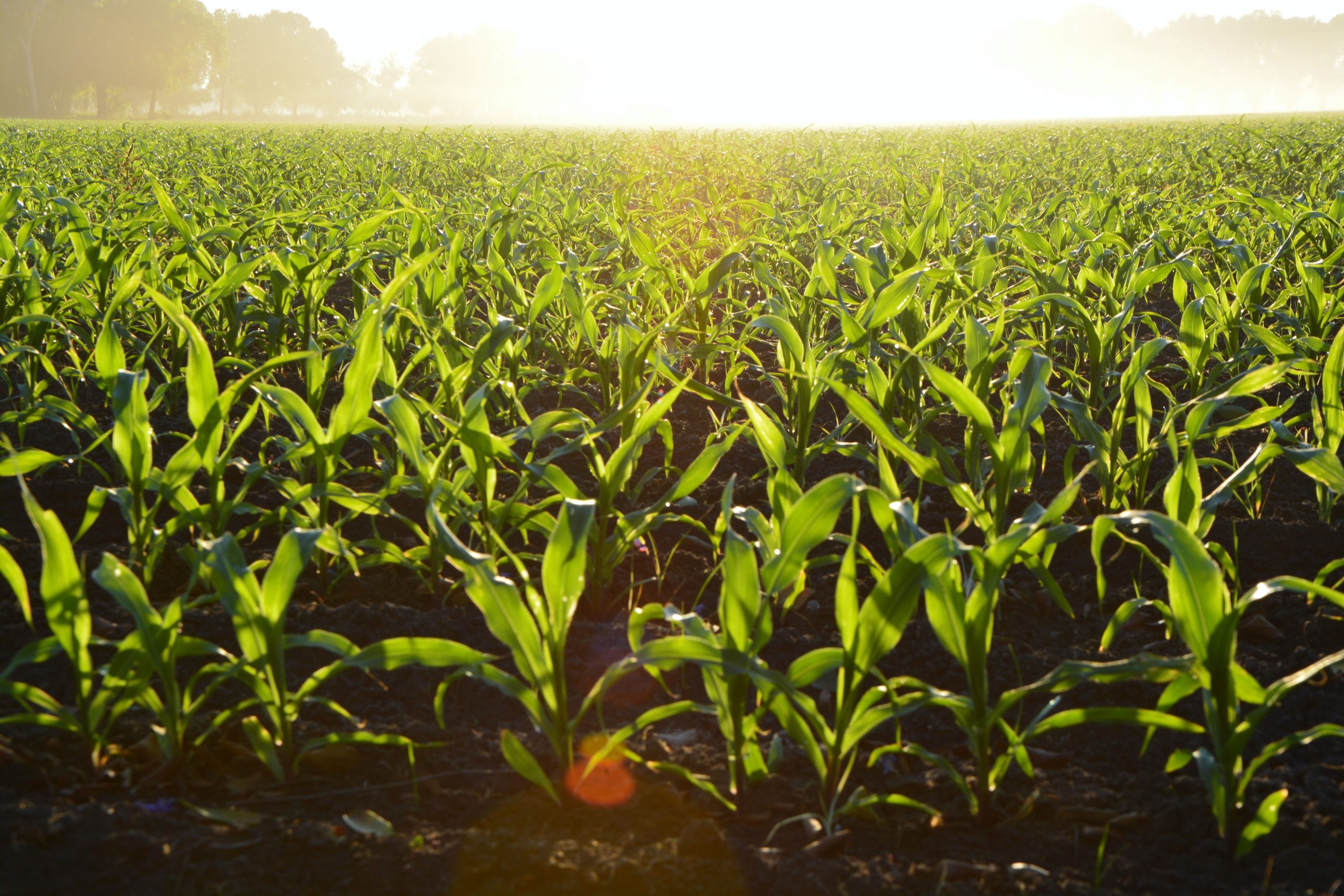 Agriculture & Food